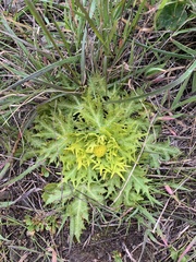 Sanicula arctopoides