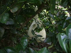 Crescentia cujete