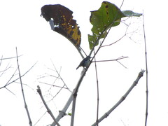 Aves