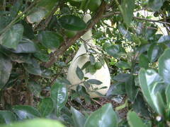 Crescentia cujete