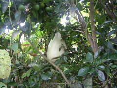 Crescentia cujete