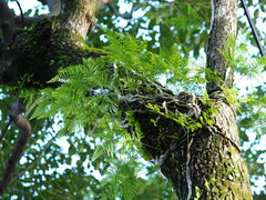 Davallia griffithiana