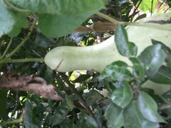 Crescentia cujete