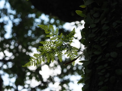 Davallia griffithiana