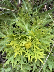 Sanicula arctopoides