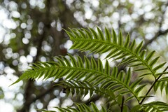 Woodwardia prolifera