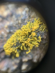 Polycauliona coralloides