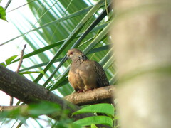 Streptopelia chinensis