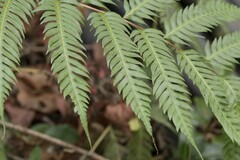 Woodwardia prolifera