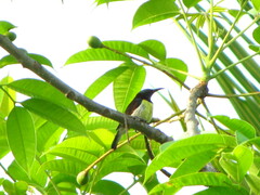 Aves