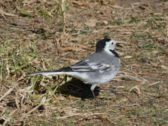 Motacilla alba