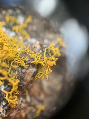 Polycauliona coralloides