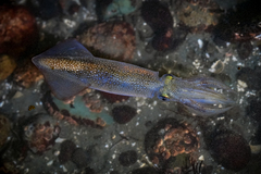 Doryteuthis opalescens