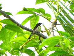 Leptocoma zeylonica