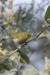 Zosterops palpebrosus