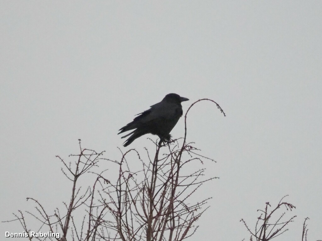 January Crow Carrion Crow from Maassluis, Netherlands on January 22, 2023 at 09:04 ...