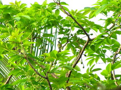 Aves