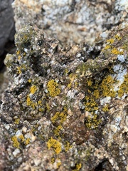 Polycauliona coralloides