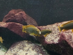 Iodotropheus sprengerae