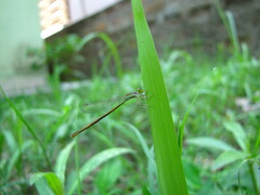 Agriocnemis pygmaea
