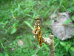 Brachythemis contaminata