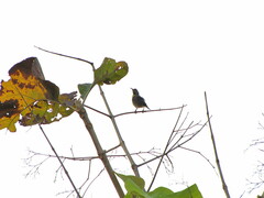 Aves
