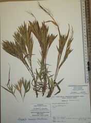 Dichanthelium commonsianum
