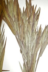 Dichanthelium commonsianum