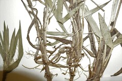 Dichanthelium commonsianum