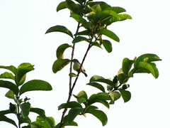 Aves