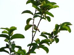 Aves