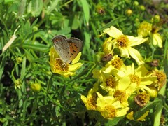Lycaena phlaeas hypophlaeas