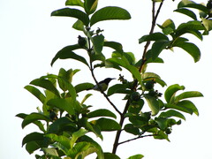 Aves