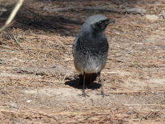 Phoenicurus ochruros