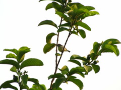 Aves