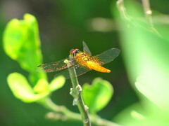 Aethriamanta brevipennis