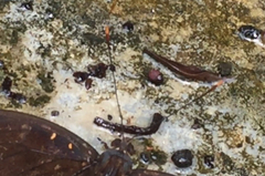 Lexias pardalis dirteana