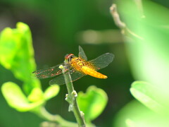 Aethriamanta brevipennis