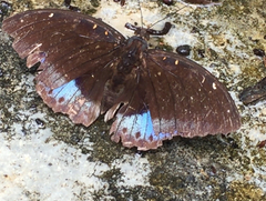 Lexias pardalis dirteana