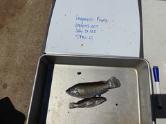 Tautogolabrus adspersus