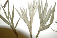 Dichanthelium commonsianum