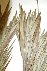 Dichanthelium commonsianum