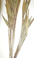 Dichanthelium commonsianum