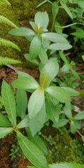 Alternanthera philoxeroides