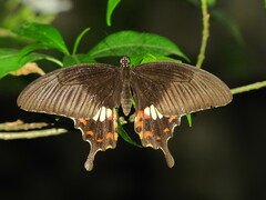 Papilio polytes