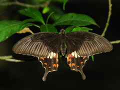 Papilio polytes