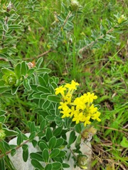 Lasiosiphon anthylloides