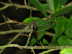 Tramea limbata