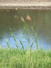 Phragmites vallatoria