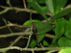 Tramea limbata